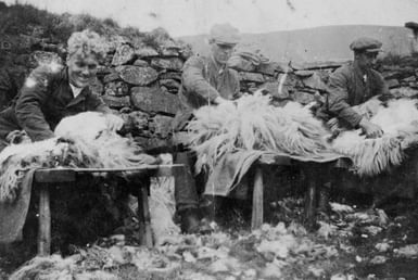 Three individuals sitting on wooden stools outdoors, shrearing sheep with a stone wall in the background.