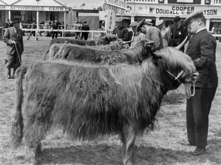 Black and white photo of a group of people at a livestock show, examining and showcasing Highland cattle. Signs for the Automobile Club, Cyclists' Touring Club, and various local businesses are visible in the background.