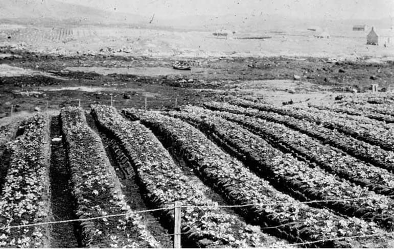 A field with long rows of raised beds growing potatoes