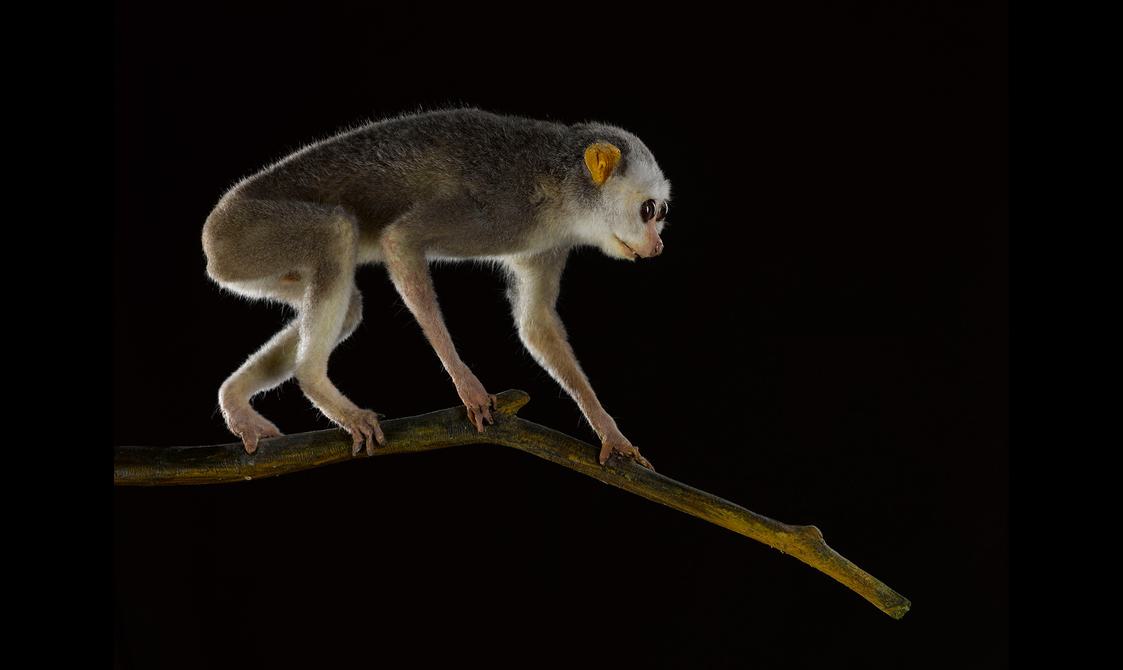 A taxidermy specimen of a northern slender loris, posted to show its profile, walking along a branch.
