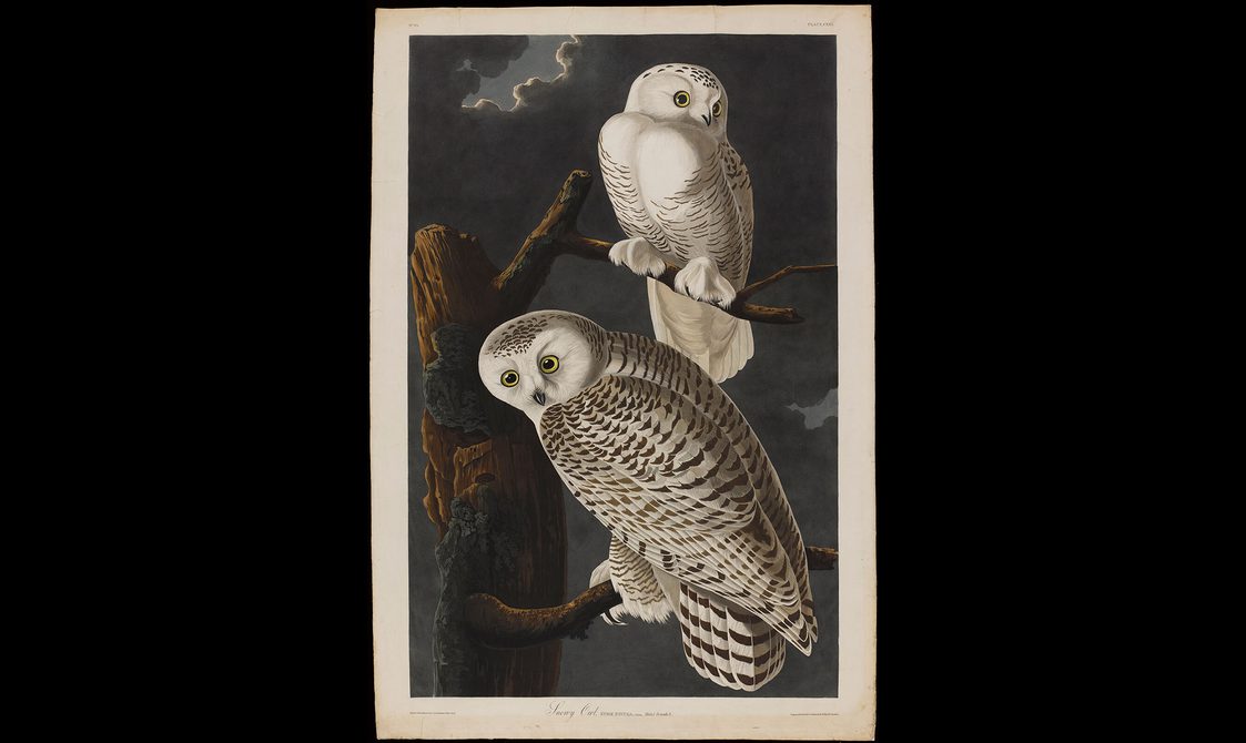Illustration of two snowy owls perching on tree branches