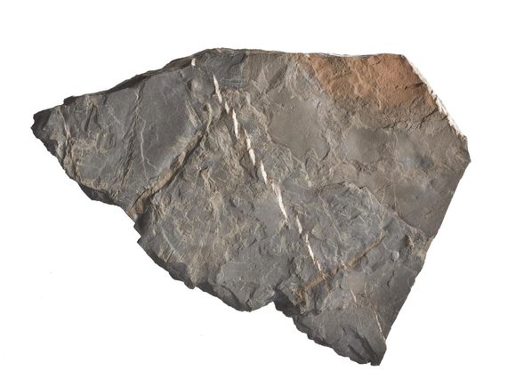 A jagged piece of flat, grey-brown rock.
