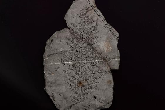 A sample of a very fine black plant compression fossil on the face of a block of grey limestone.