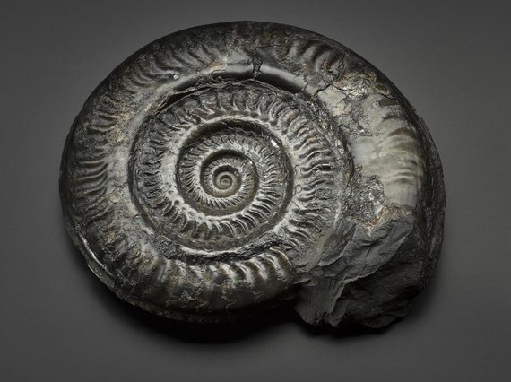 A grey fossil of a spiraling shell-like creature.