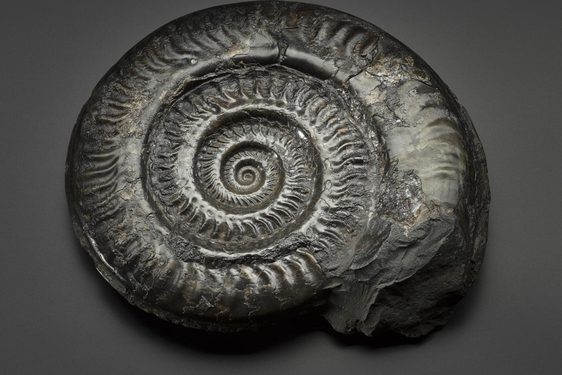 A grey fossil of a spiraling shell-like creature.