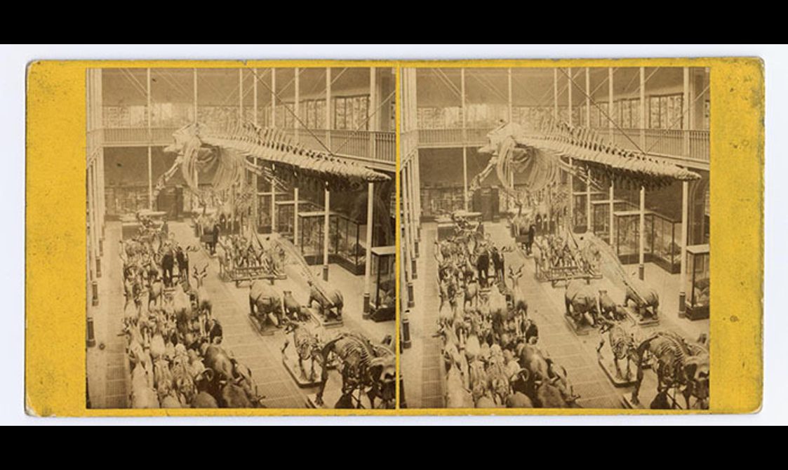 Two black and white images of a museum with various animal skeletons and models on display. The two images are placed side-by-side mounted on a yellow background.