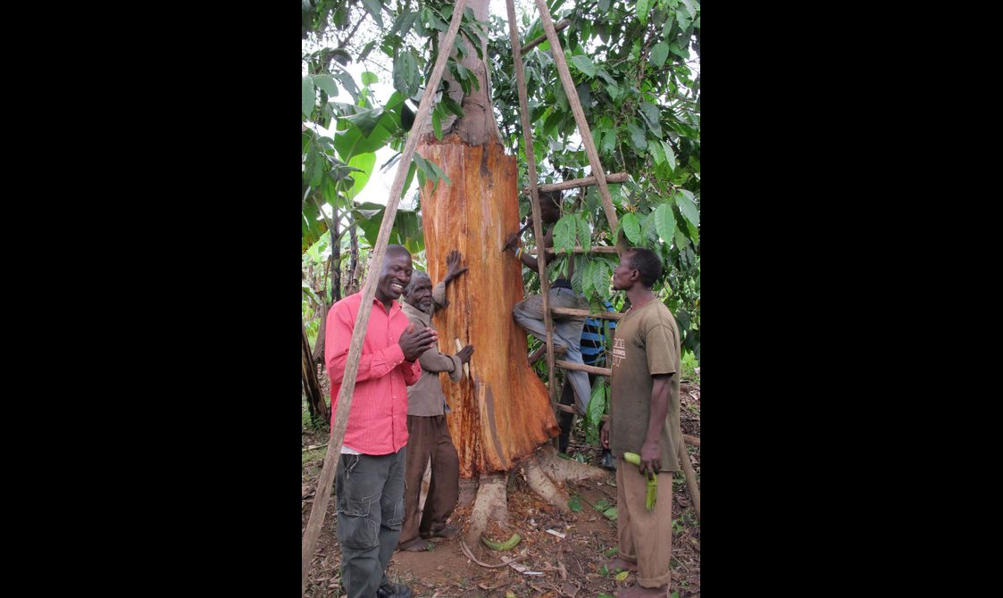 Four men standing at the base of a large tree with a ladder resting against it.