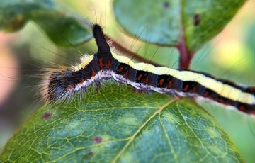 A dark grey moth caterpillar with a yellow stripe along its back and a thorn-like appendage near its head crawls over a vivid green leaf.