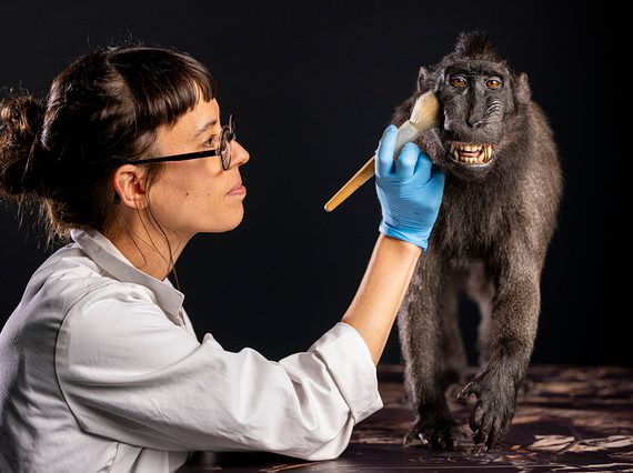 A taxidermist in a white lab coat cleans a Sulawesi crested macaque with a large paintbrush.