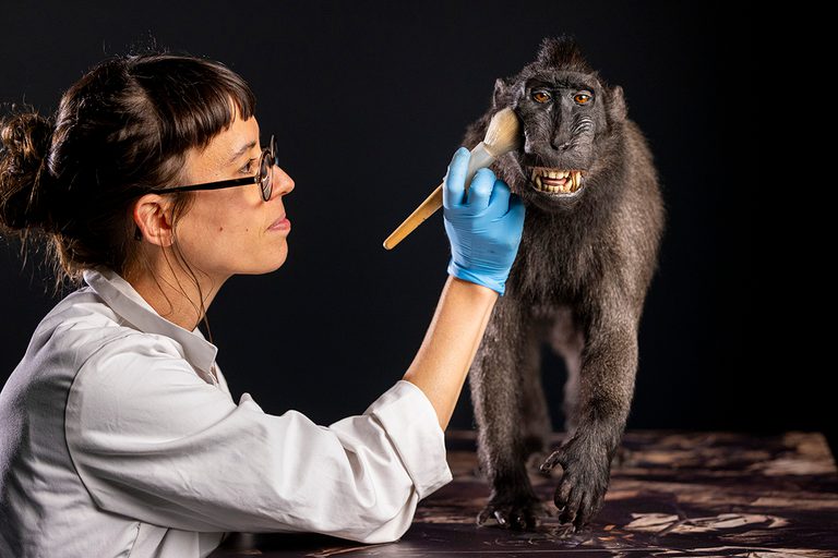 A taxidermist in a white lab coat cleans a Sulawesi crested macaque with a large paintbrush.