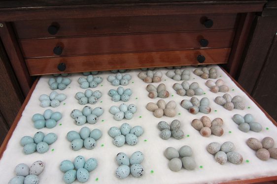 An open wooden drawer displaying five rows of six groups of 4 and 5 small blue and brown eggs.