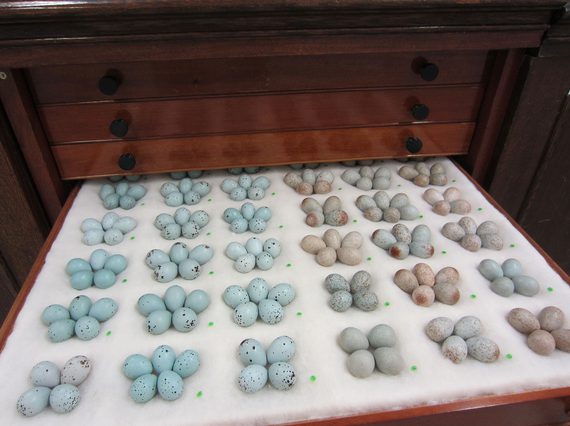 An open wooden drawer displaying five rows of six groups of 4 and 5 small blue and brown eggs.