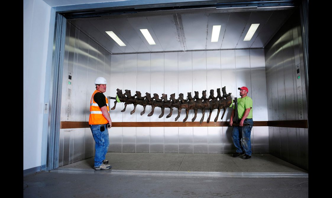 Two men holding part of a dinosaur skeleton in a large elevator