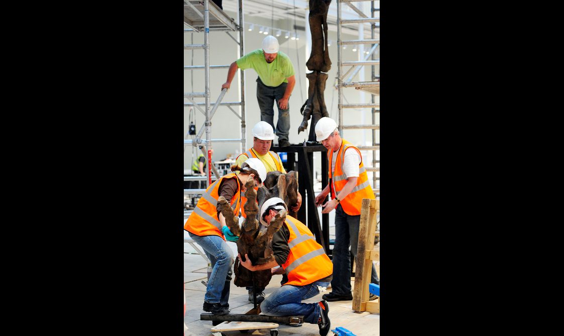Several people in high-vis jackets and hard hats hoisting dinosaur bones