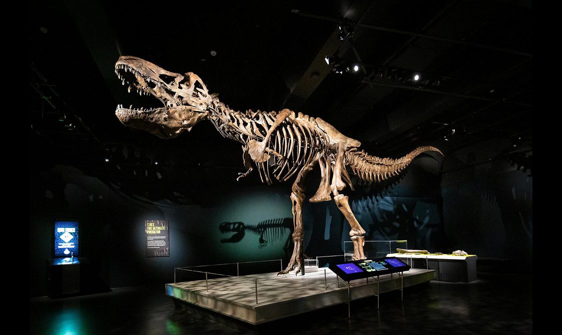 Model of a T.rex skeleton on display in a museum exhibition.
