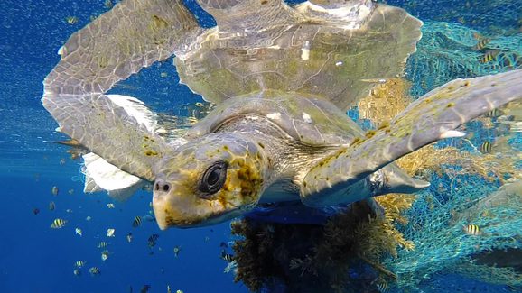 A sea turtle stares into the camera just below the surface of the water. It is tangled in a green fishing net.