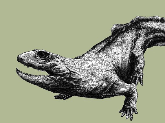 Black and white illustration of a lizard with a long, thick tail.