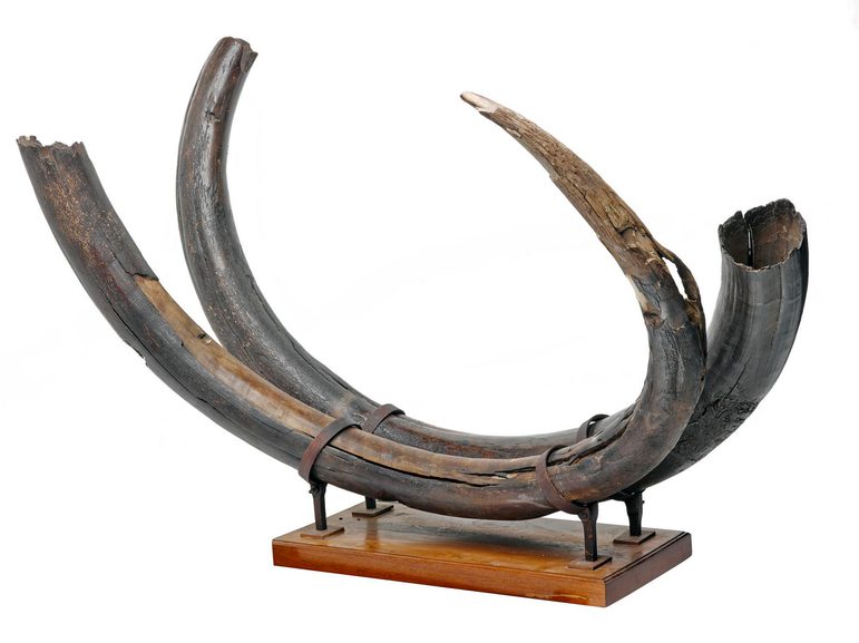 Two curved woolly mammoth tusks attached to a wooden stand
