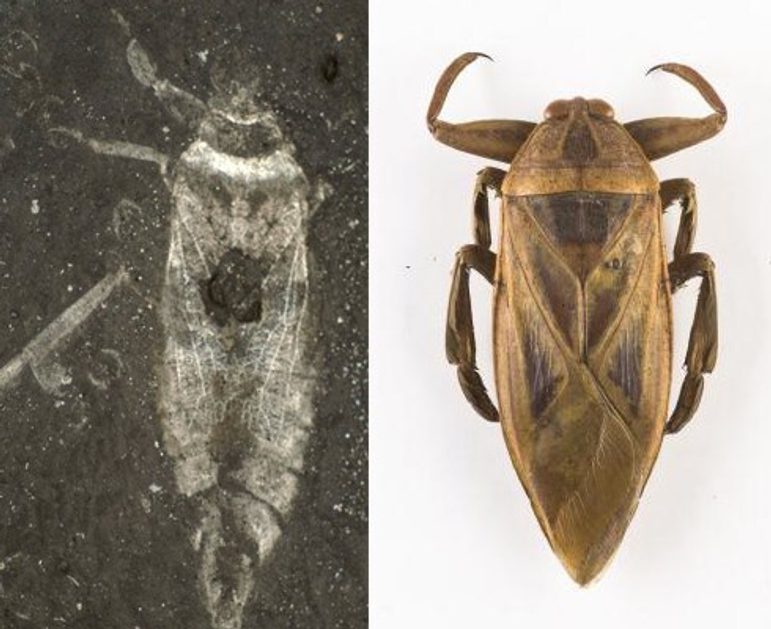 Fossil of a water bug on the left and a modern giant water bug on the right.