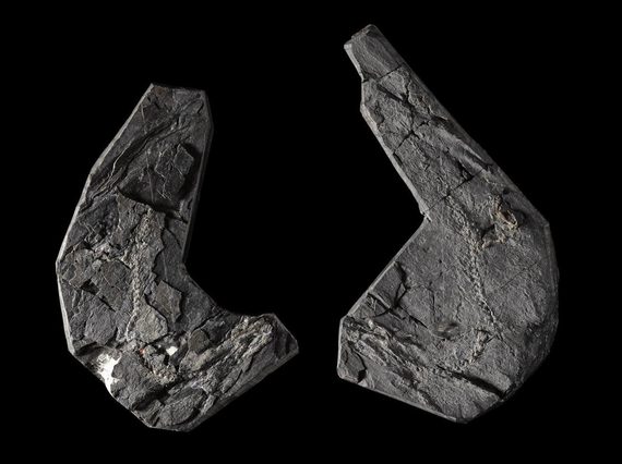 Two curved grey fossiled stones against a black background