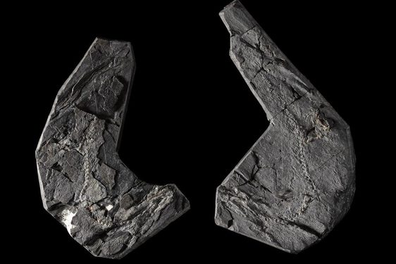 Two curved grey fossiled stones against a black background