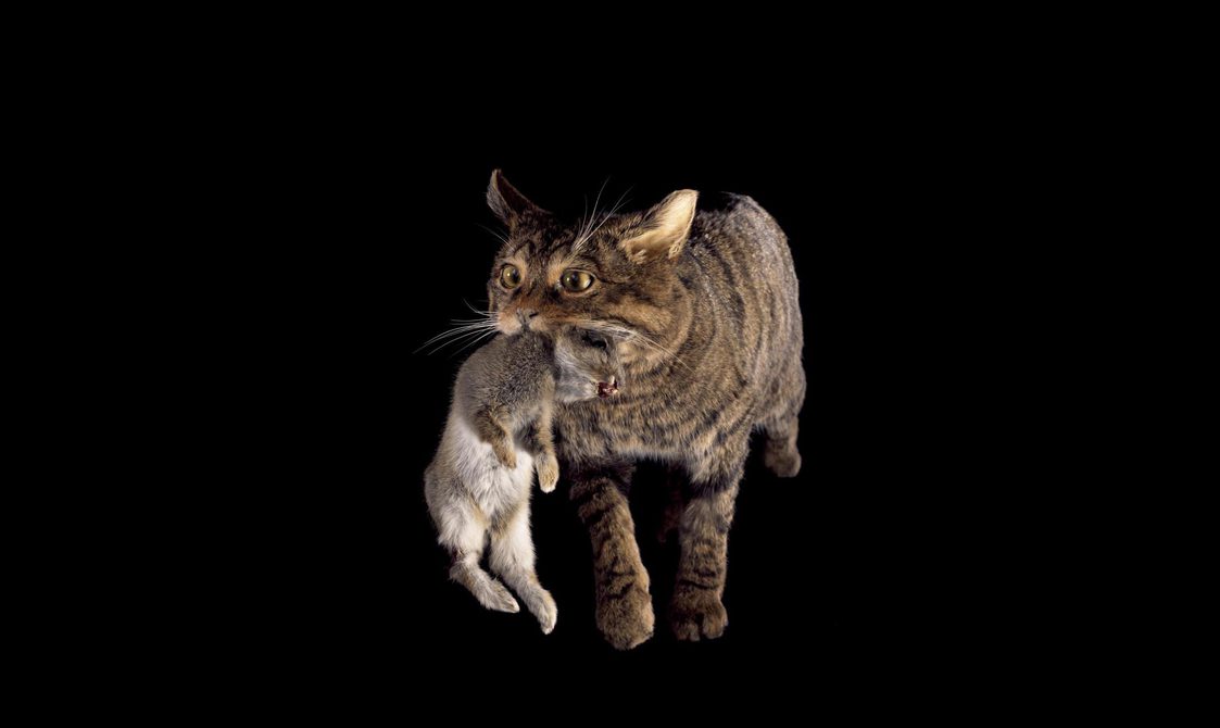 A Scottish wildcat carrying prey in its mouth.