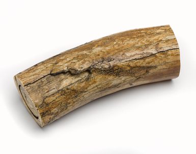 A piece of a woolly mammoth tusk with a yellowed and cracked surface