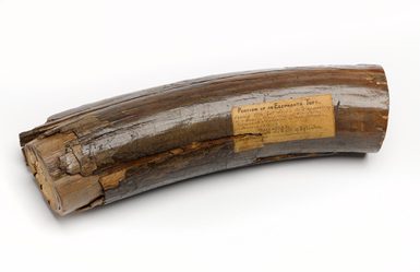 Part of a woolly mammoth tusk with a brown, cracked surface with a yellowing label with writing attached to it
