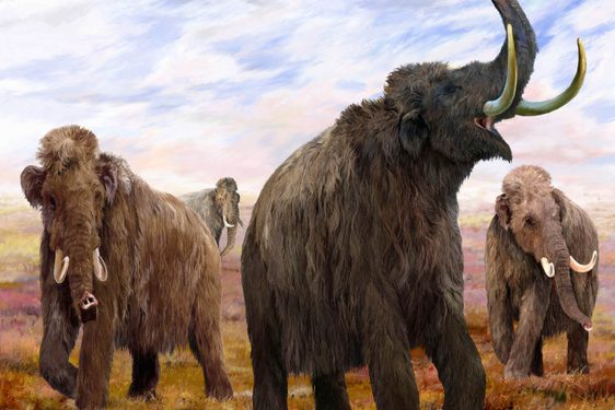 A painting of four large woolly mammoths in a grassy landscape