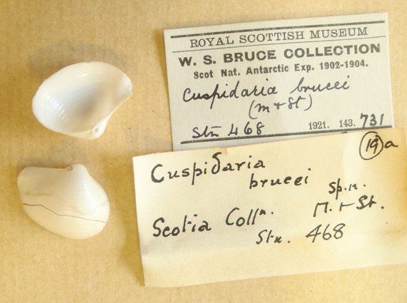 Two small white shells, one top side up and one underside up. Labels next to them say Cuspidaria brucei, and are part of the W.S. Bruce Collection, Scottish National Antarctic Expedition 1902-1904.