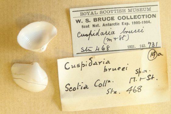 Two small white shells, one top side up and one underside up. Labels next to them say Cuspidaria brucei, and are part of the W.S. Bruce Collection, Scottish National Antarctic Expedition 1902-1904.