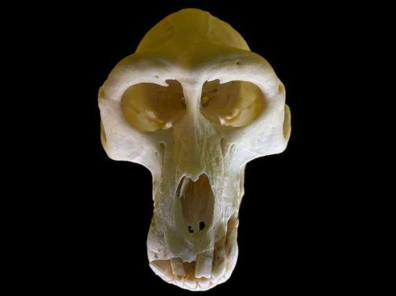 Skull of adult Siberut Macaque facing forward with a black background.