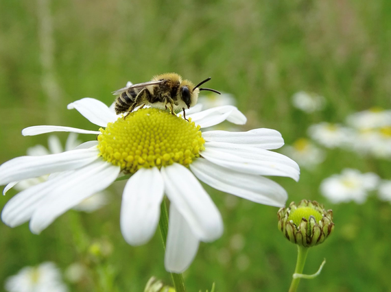 A bee resting on top of a large daisy flower with white petals and a yellow centre.